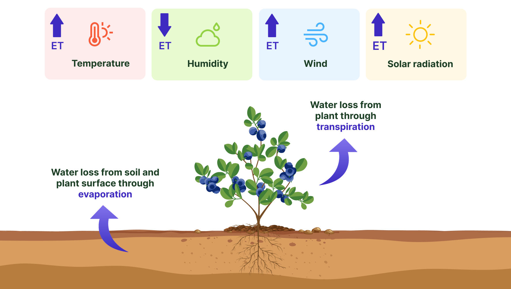 weather impact on plant water demand during crop evapotranspiration process