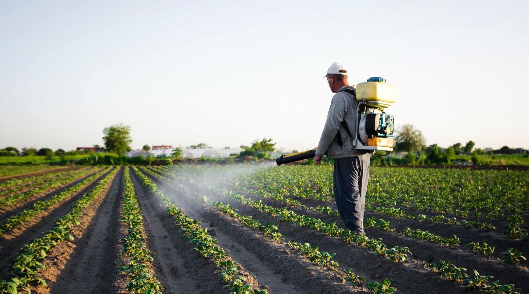 farmer spraying crops in open field in good weather conditions