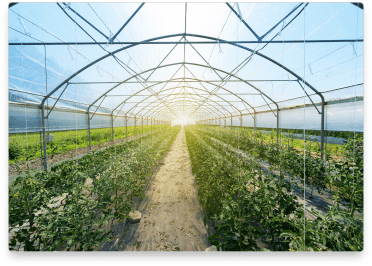 greenhouse-inside