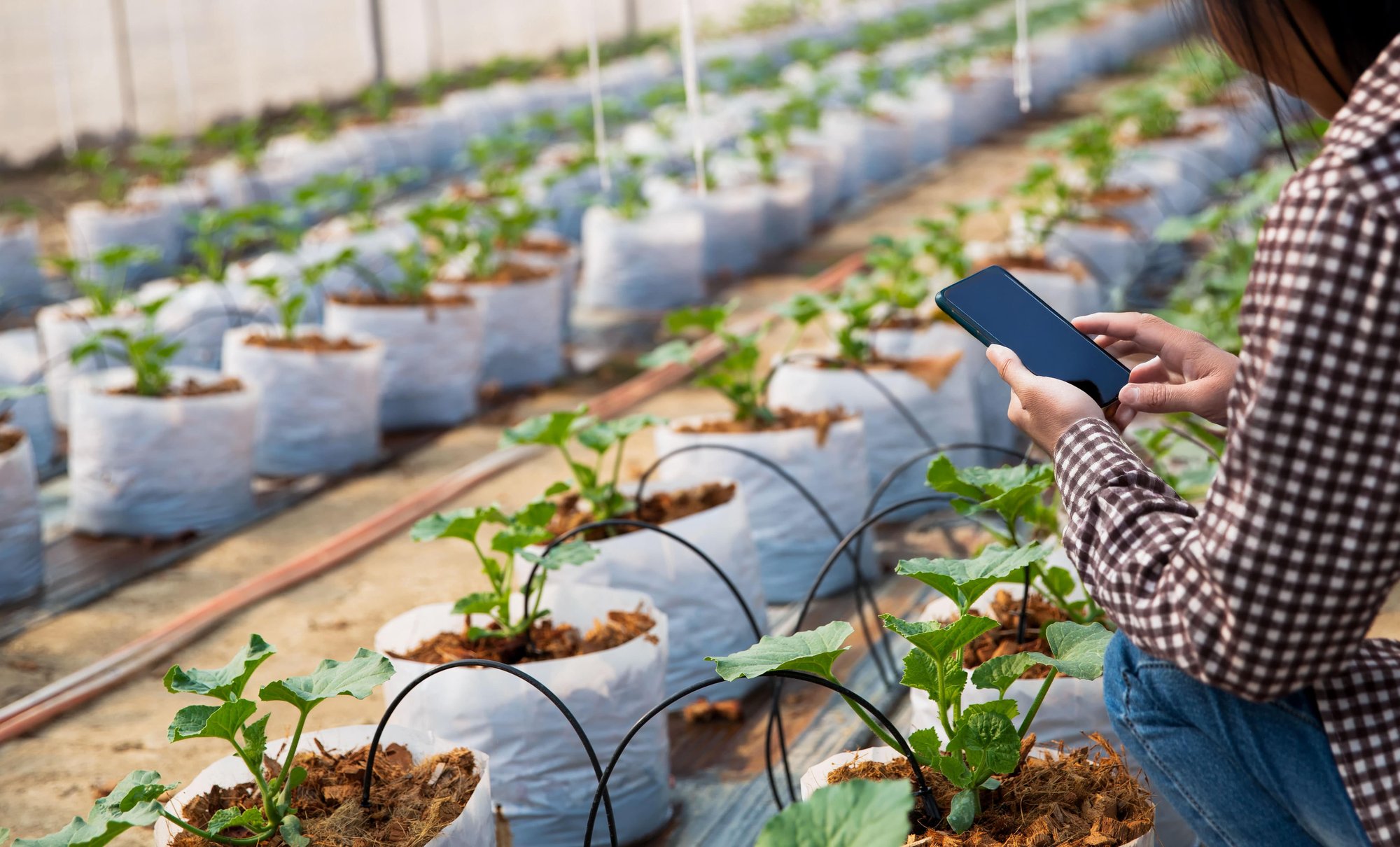 grower using device to monitor drip irrigation station