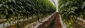 Agrícola Chaparral tomato farm