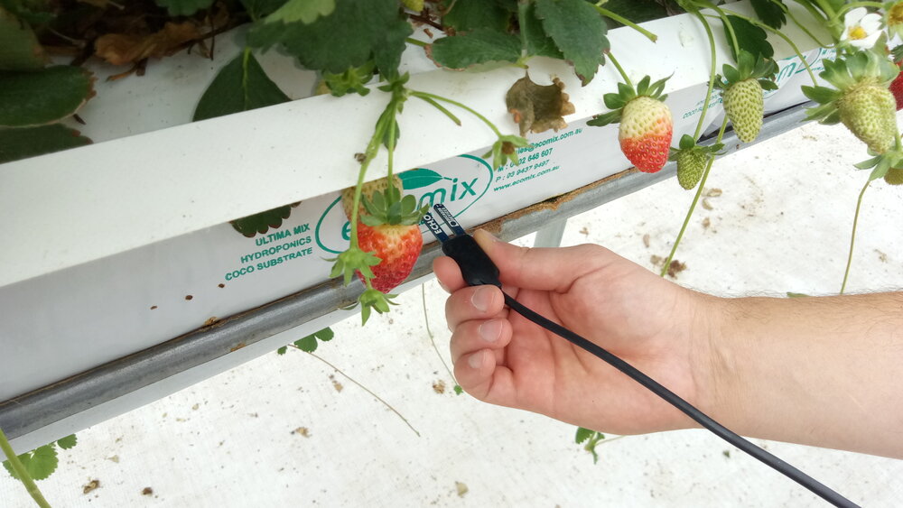 inserting-mositure-sensor