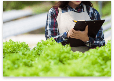 lettuce-grower