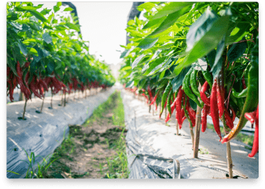 pepper-crops
