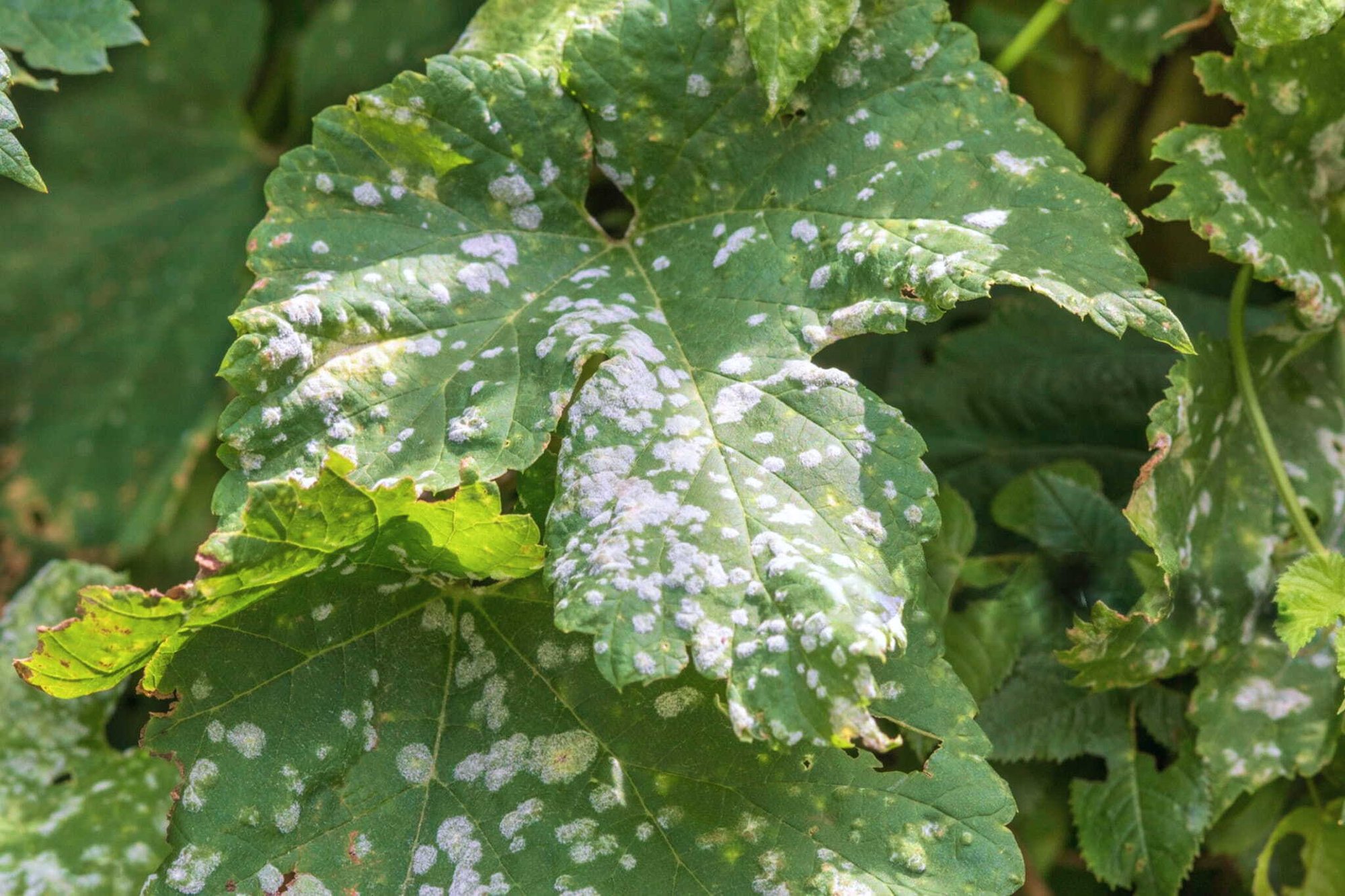 powdery mildew on grape leaves