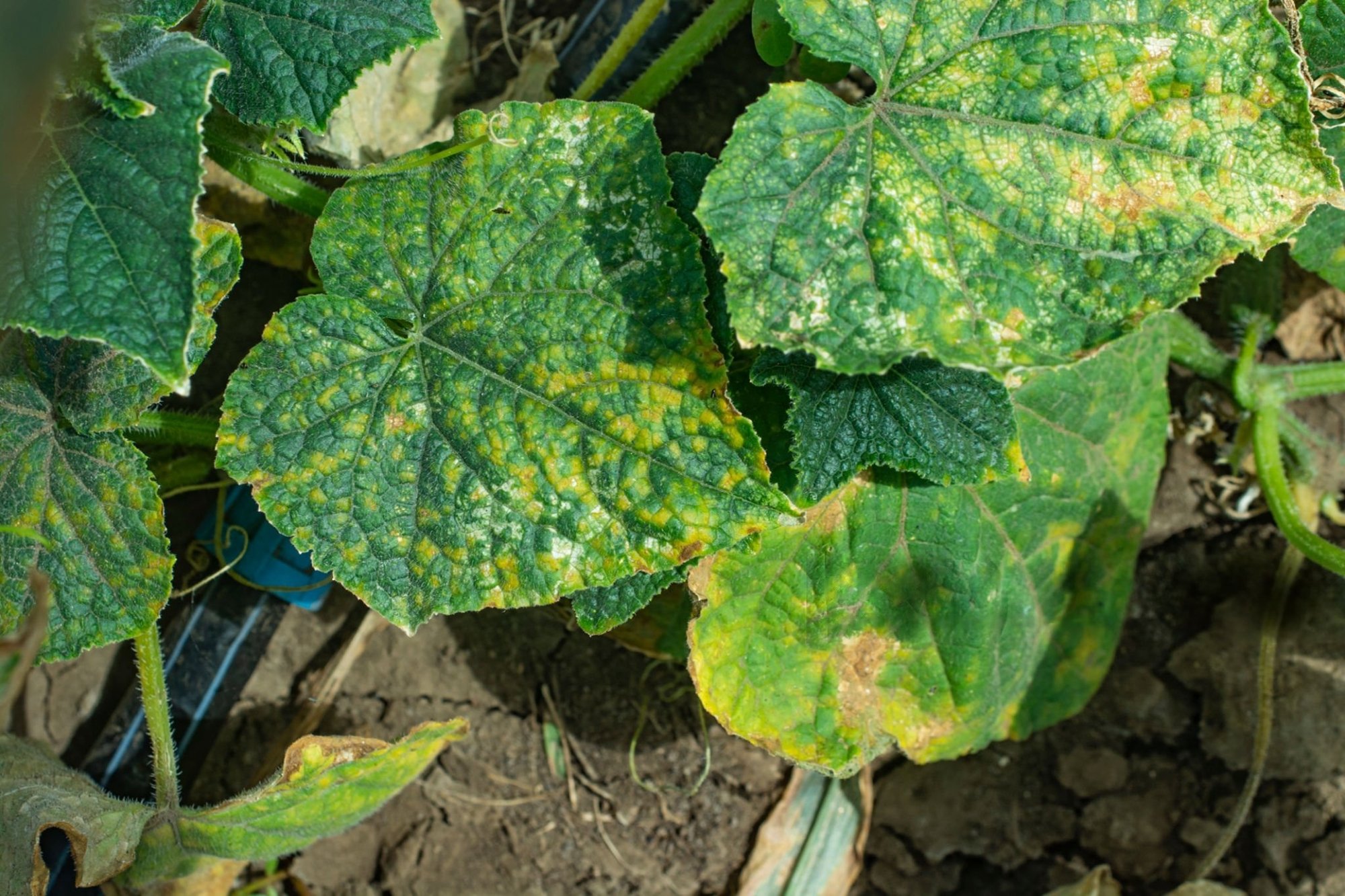 powdety mildew on cucumber plant leaves
