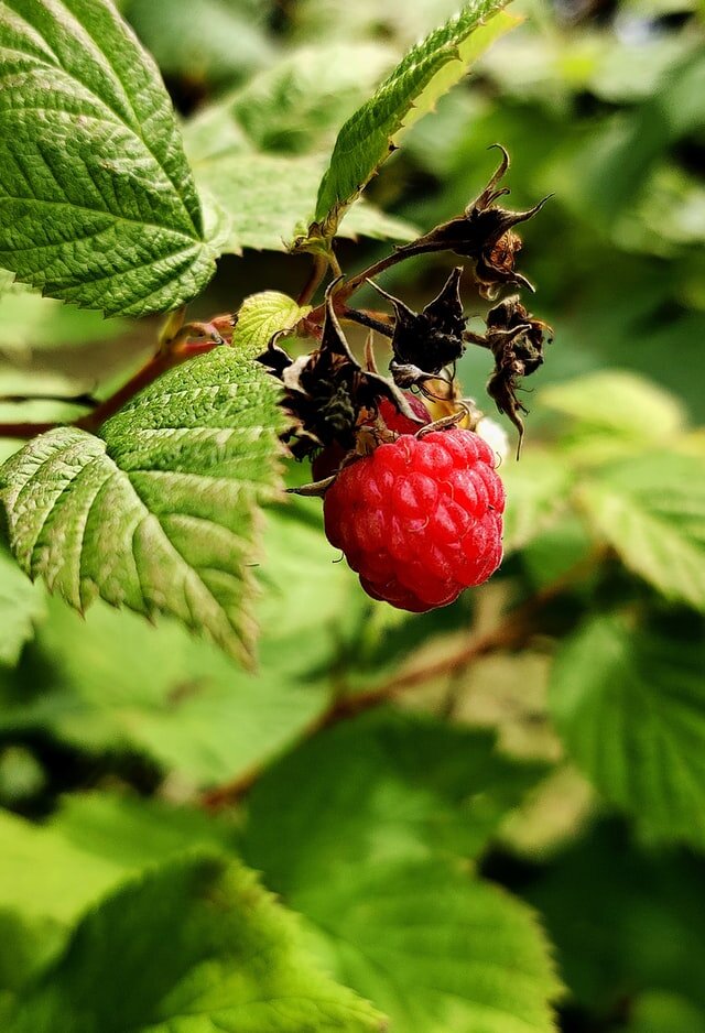Raspberries
