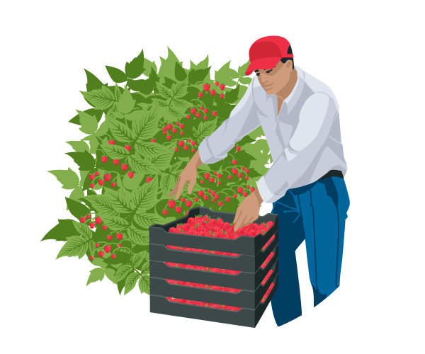 raspberry-crop-open