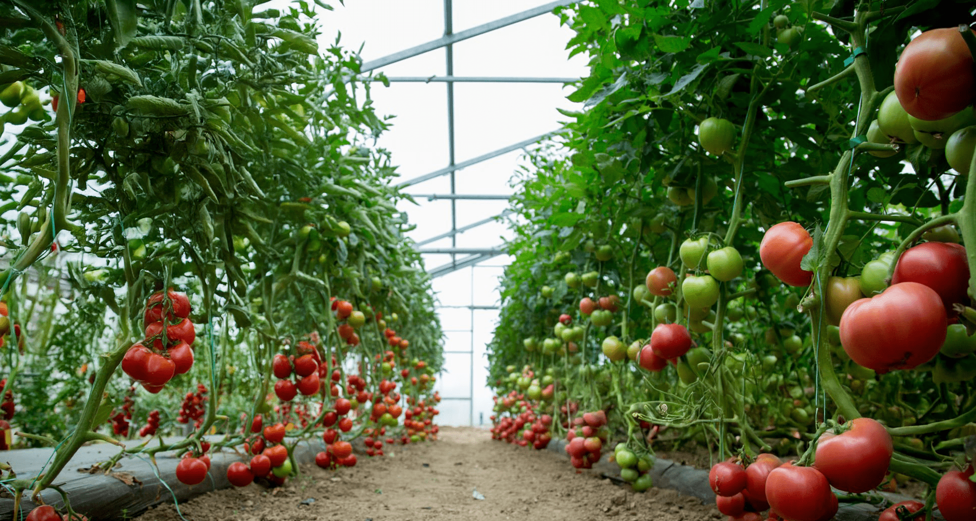 tomato greenhouse farming-min