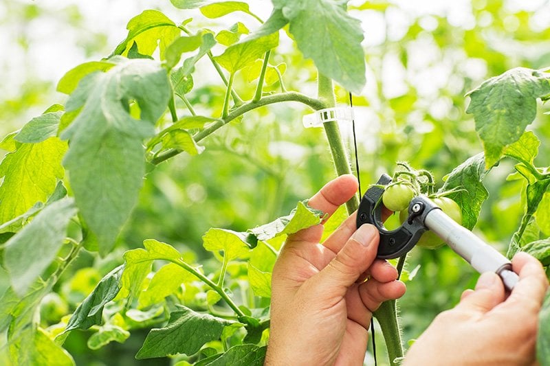 Measuring tomato growth with calipers