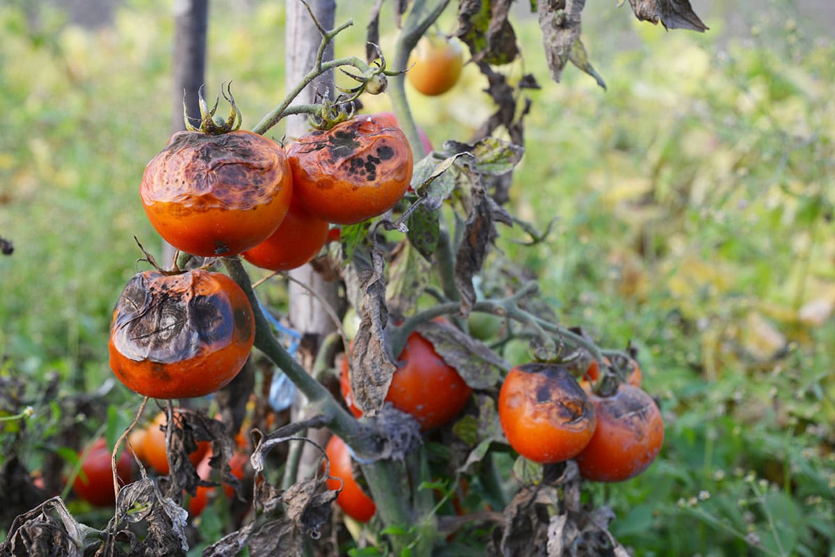 tomato-disease-scroll-hero