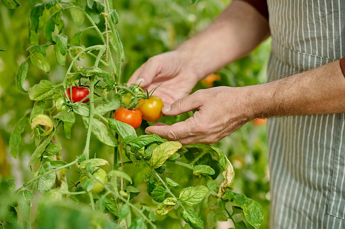 tomato-plant-stress