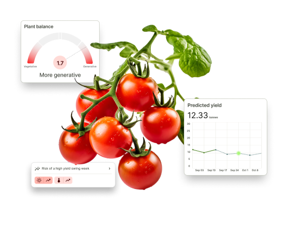 tomatoes-data-crop