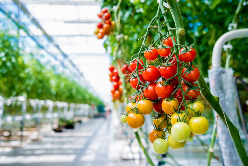 Tomatoes in greenhouse