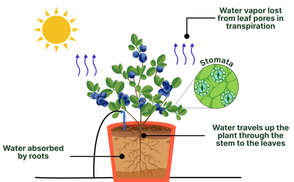 Water uptake and loss during transpiration process for a substrate-grown plant