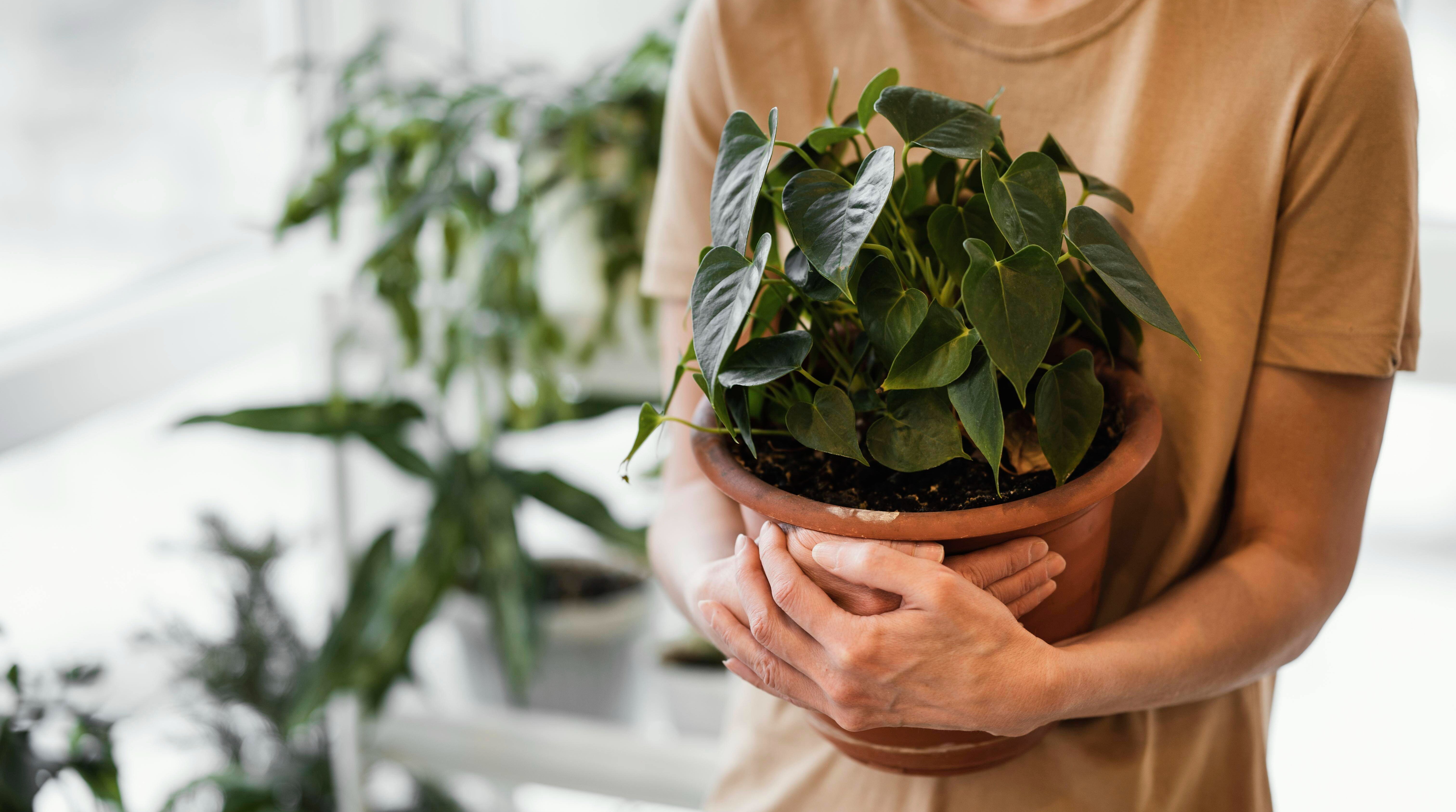 woman-holding-indoor-plant-pot