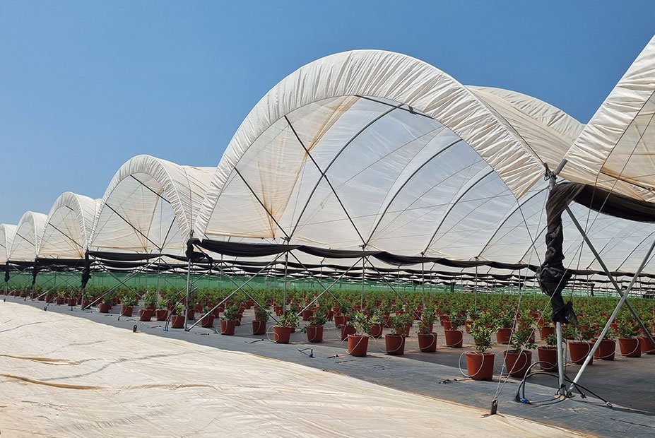 African Blue's blueberry crop tunnels