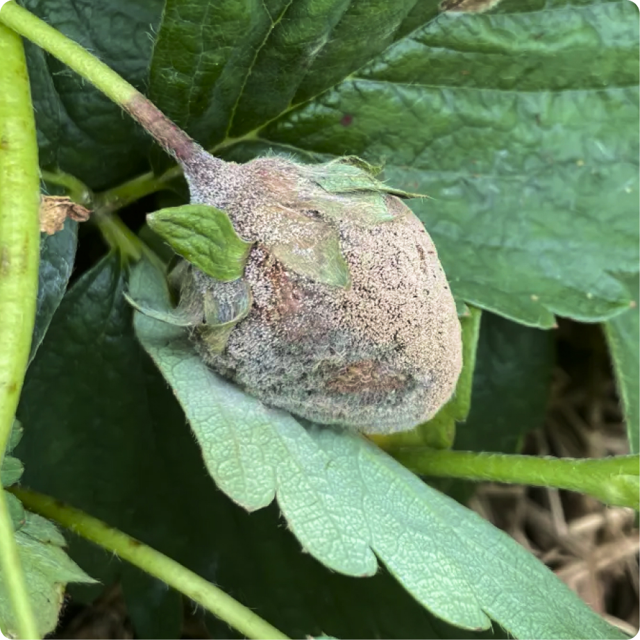 Botrytis gray mold on strawberry fruit