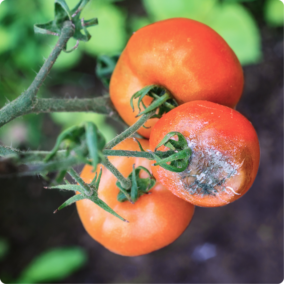 Botrytis gray mold on tomato crop