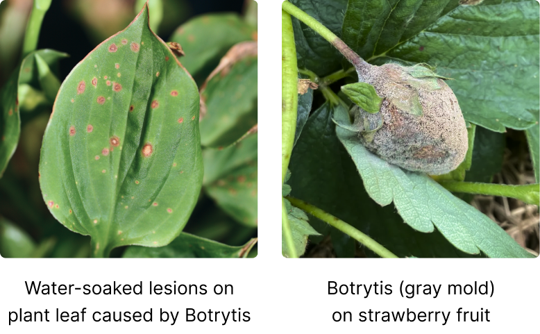 Botrytis visual symptoms