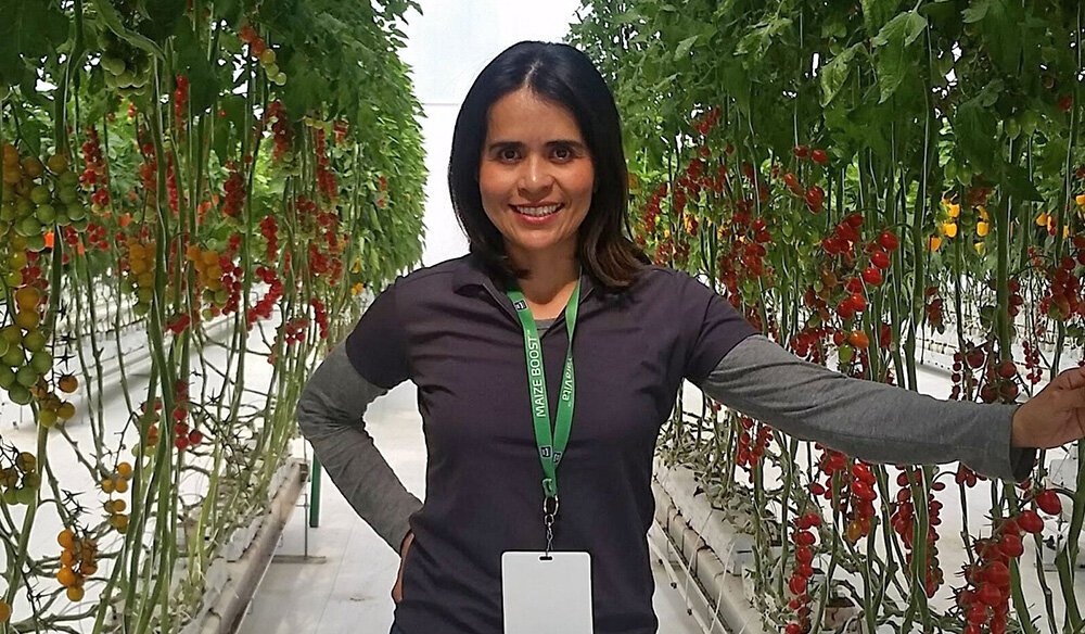 Celene Solis in tomato greenhouse
