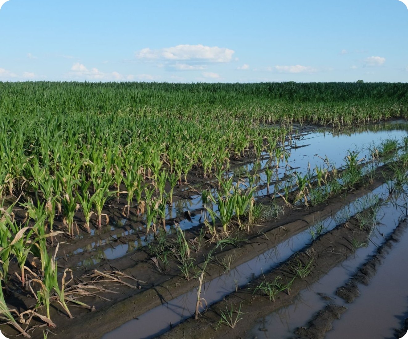 Crop field flooded
