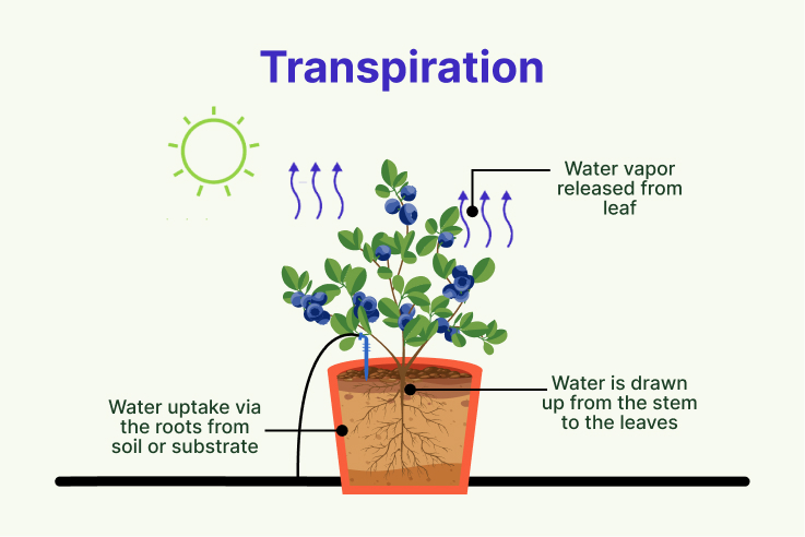 Plant transpiration diagram