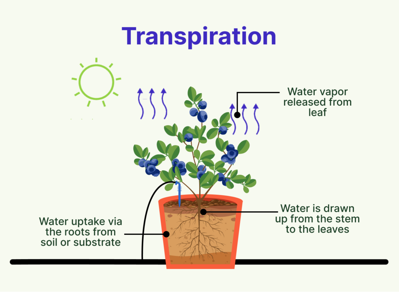 plant transpiration