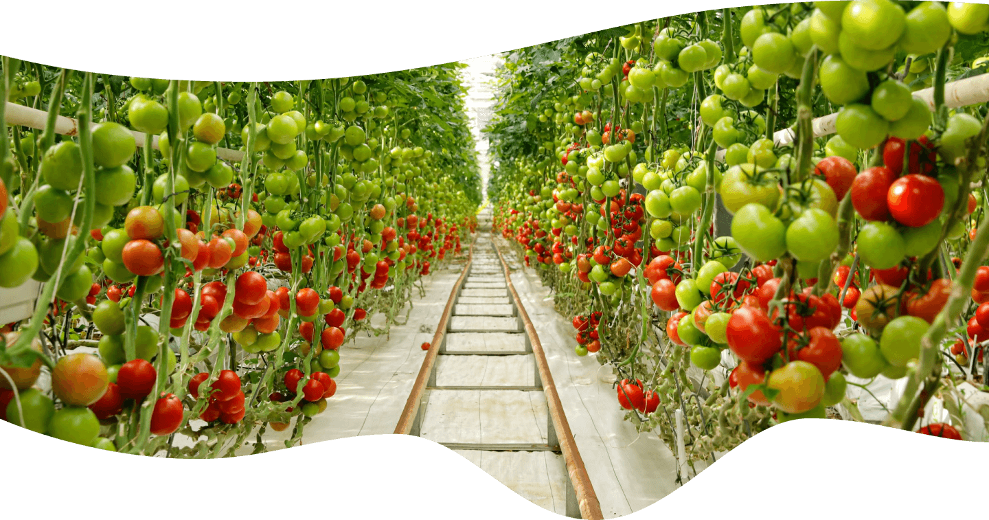 greenhouse-tomatoes-wave