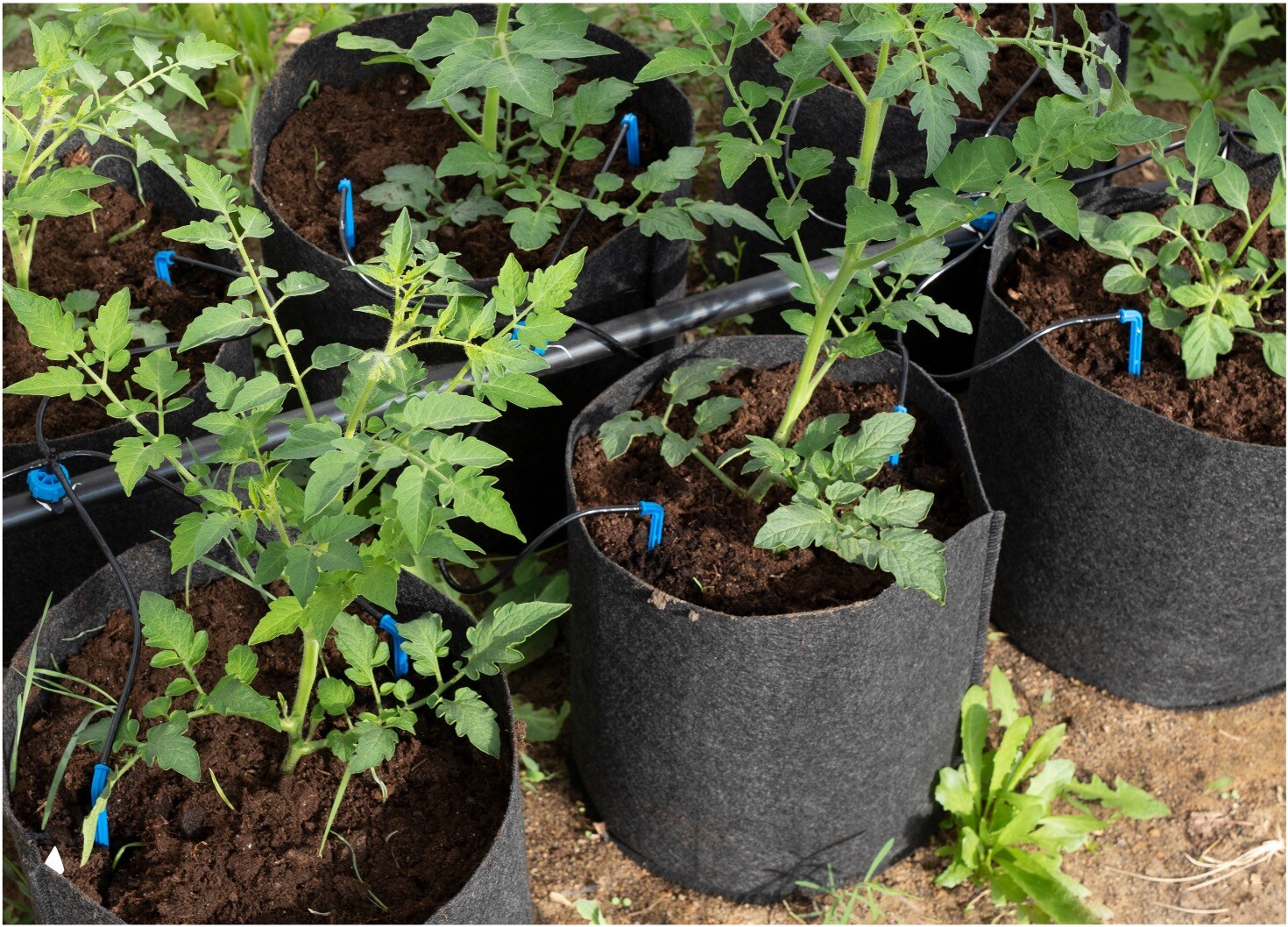 plants growing in substrate 