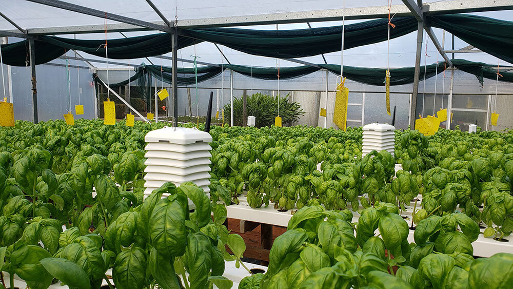 Bluetooth sensors in the greenhouse