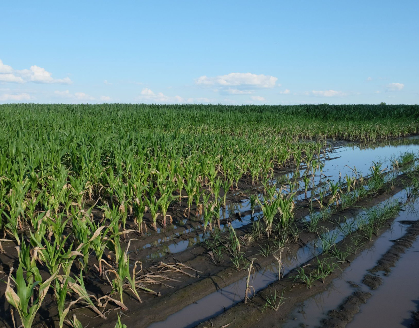 Crop field flooded Crop field flooded