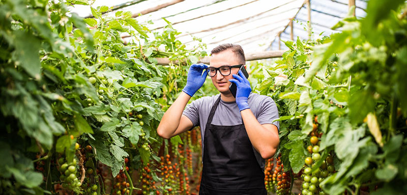 Grower in greenhouse using phone