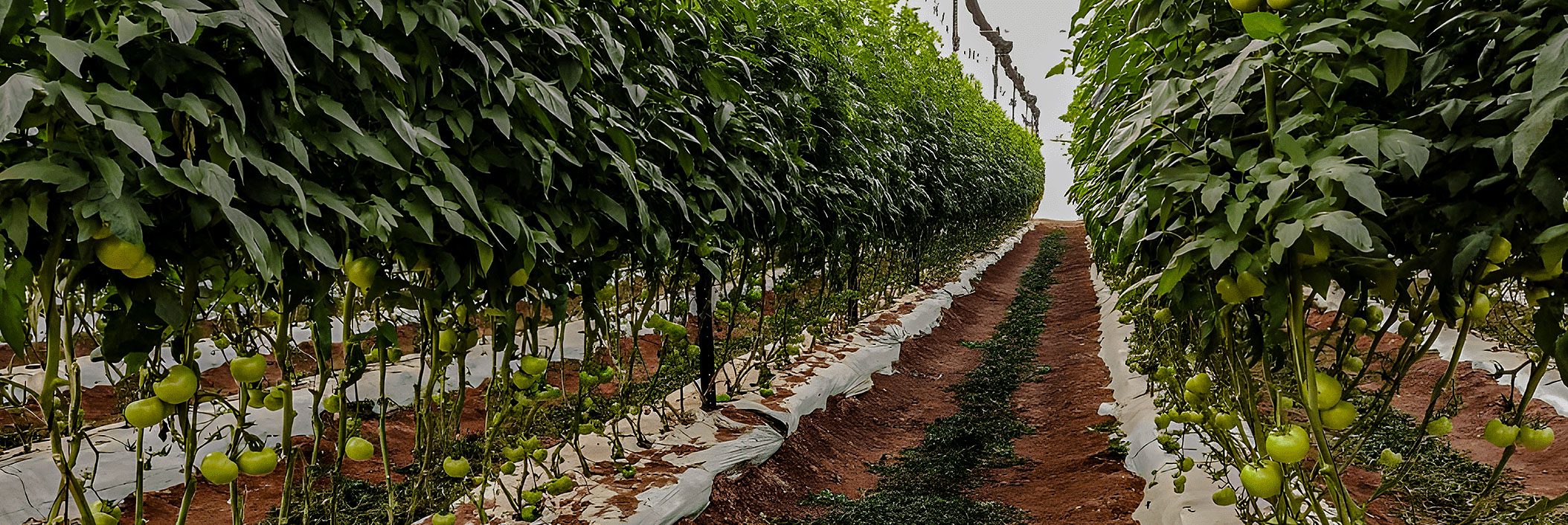 Agrícola Chaparral tomato farm