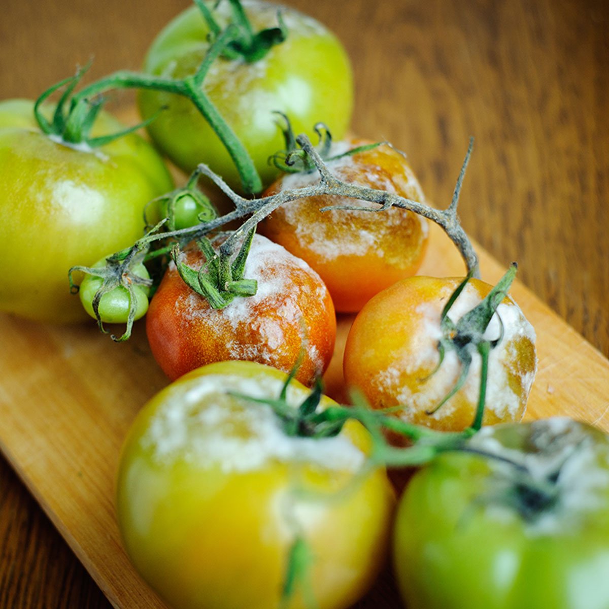 Botrytis on tomatoes