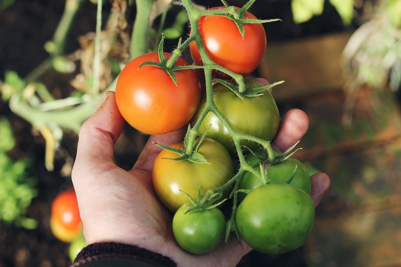 Tomatoes in hand